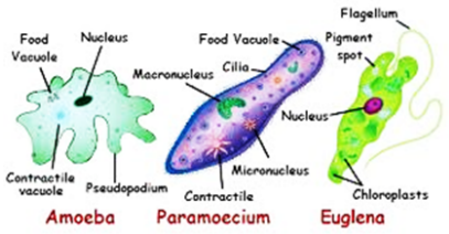 Give name of two organisms each that are (i) Unicellular (ii) Multicellular  - Sarthaks eConnect | Largest Online Education Community
