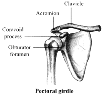 Girdle pectoral Pectoral girdle