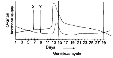 Menstrual hormones cycle during How Hormones