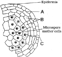 The above given diagram is an enlarged view of one microsporangium of  amatured anther. Identify A, B and C - - Sarthaks eConnect | Largest Online  Education Community