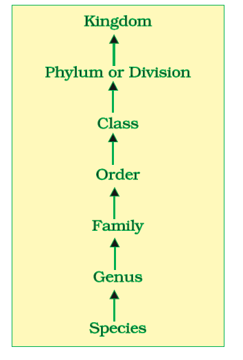 taxonomical hierarchy