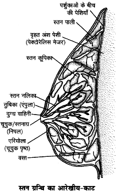स्तन ग्रन्थि के आरेखीय काट का नामांकित चित्र