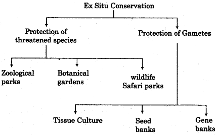 Ex Situ Conservation