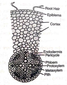 Describe the internal structure of a dicotyledonous stem/root. - Sarthaks  eConnect | Largest Online Education Community