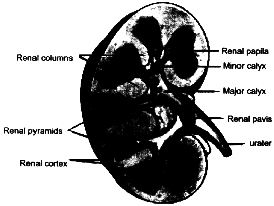 Draw a labeled diagram of the human kidney as seen in a longitudinal