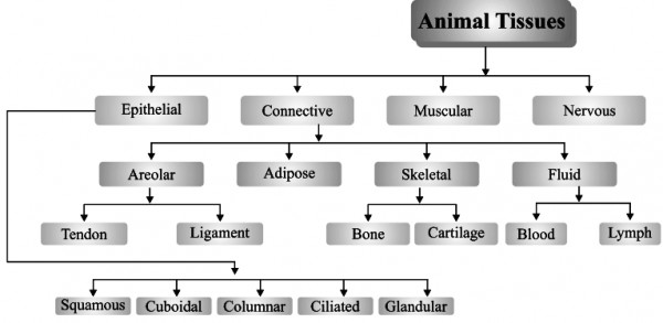 Give summarized classification of animal-tissue. - Sarthaks eConnect |  Largest Online Education Community