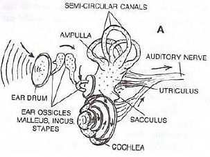 Ear Diagram Labelled - Human Anatomy