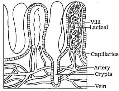 Draw a neat labelled diagram of a section of small intestinate mucosa ...