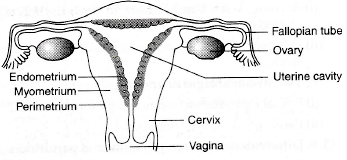 Draw a sectional view of human female reproductive system and label the part where (i) eggs ...