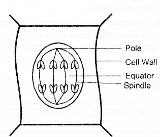 Draw a well labelled diagram to show the anaphase stage of mitosis in a plant  cell having four chromosomes. - Sarthaks eConnect | Largest Online  Education Community