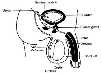 Male Reproductive System Diagram Labeled Black And White - Human Anatomy