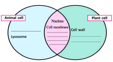 Compare the plant cell and the animal cell and complete the illustration  given below. - Sarthaks eConnect | Largest Online Education Community