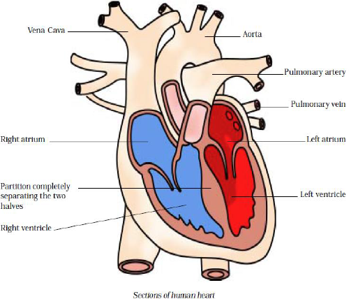 What Is The Main Function Of Heart Sarthaks Econnect Largest