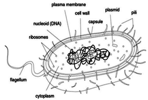 prokaryotic-cells-labeled