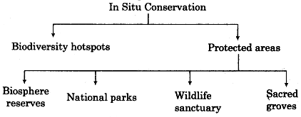 situ conservation