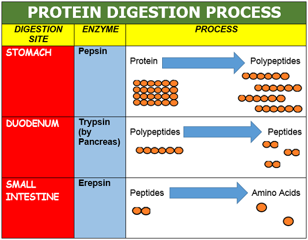 Digesstion of Proteins