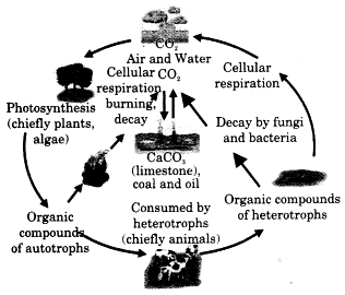 carbon cycle