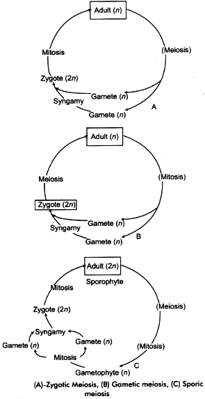 most of the plants, meiosis occur at the time