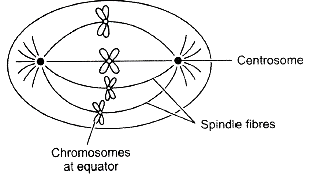 Draw a well labelled diagram to show the metaphase stage of Mitosis in an animal  cell having four chromosomes. - Sarthaks eConnect | Largest Online  Education Community