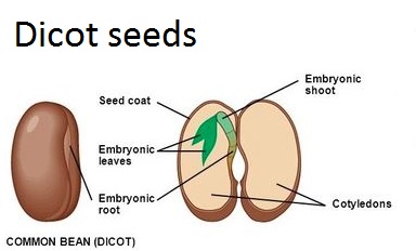 dicot seeds
