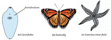 Define the terms and give one example of each (a) Bilateral symmetry (b)  Coelom (c) Triploblastic - Sarthaks eConnect | Largest Online Education  Community