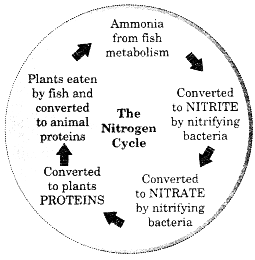 nitrogen cycle