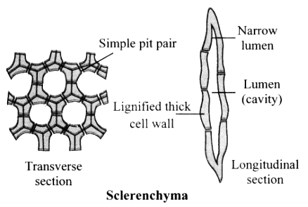 Sclerenchyma Tissue Labeled