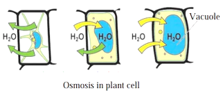 Sketch the diagrams to show how osmosis occurs in plant cell if kept  separately in isotonic, hypotonic and hypertonic medium. - Sarthaks  eConnect | Largest Online Education Community