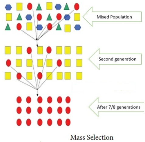 Give the Schematic representation of Mass selection. - Sarthaks eConnect |  Largest Online Education Community