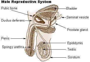 Male reproductive system (Wiki)