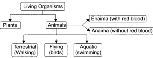 How did Aristotle classify organisms? - Sarthaks eConnect | Largest Online  Education Community