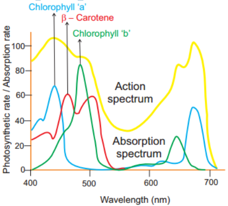 Explain in detail about absorption spectrum and action spectrum of light. -  Sarthaks eConnect