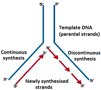 Explain The Mechanism Of Dna Replication As Suggested By Watson And Crick Sarthaks Econnect Largest Online Education Community