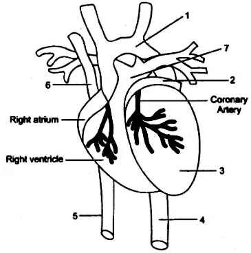 Given alongside is a diagram of the external features of the heart. (i ...