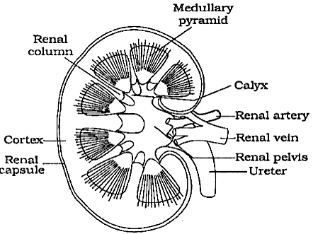 Draw a neat labelled diagram of longitudinal section of Kidney
