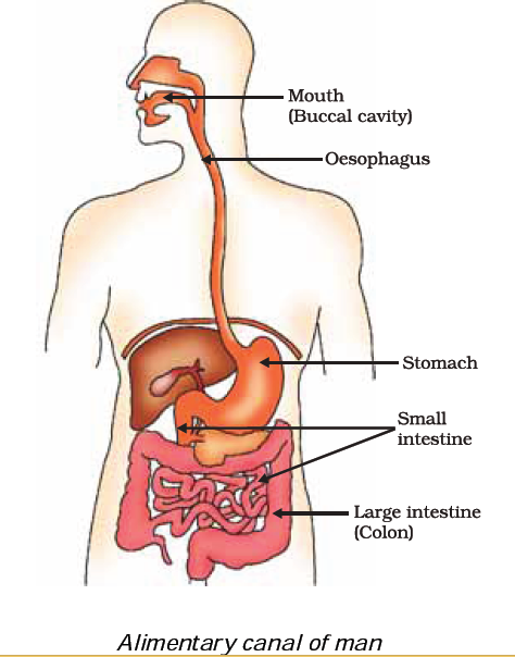 alimentary canal