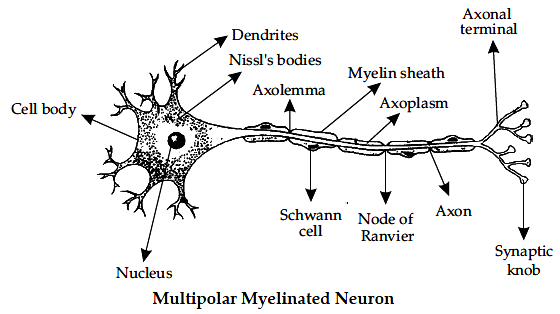 Draw a neat labelled diagram of multipolar myelinated neuron. - Sarthaks  eConnect | Largest Online Education Community