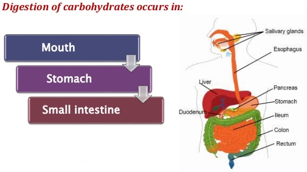 Digestion of Carbohydrates
