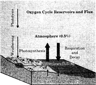 oxygen cycle and its reservoirs