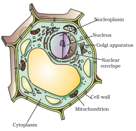 Illustrate only a plant cell as seen under electron microscope. How is it  different from animal cell? - Sarthaks eConnect | Largest Online Education  Community