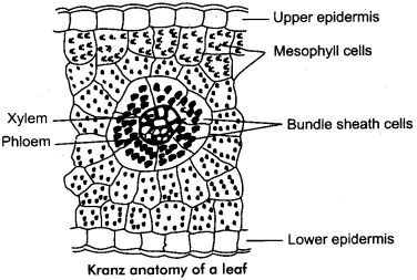 Kranz anatomy