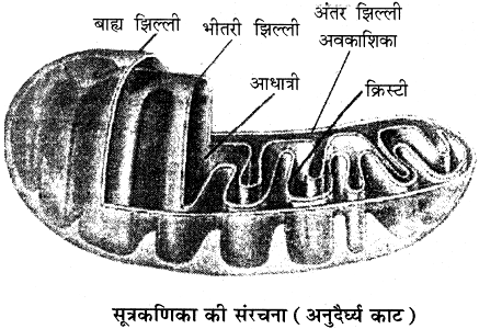 कोशिका का शक्तिगृह
