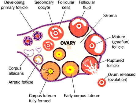 diagram of transverse section of human ovary.